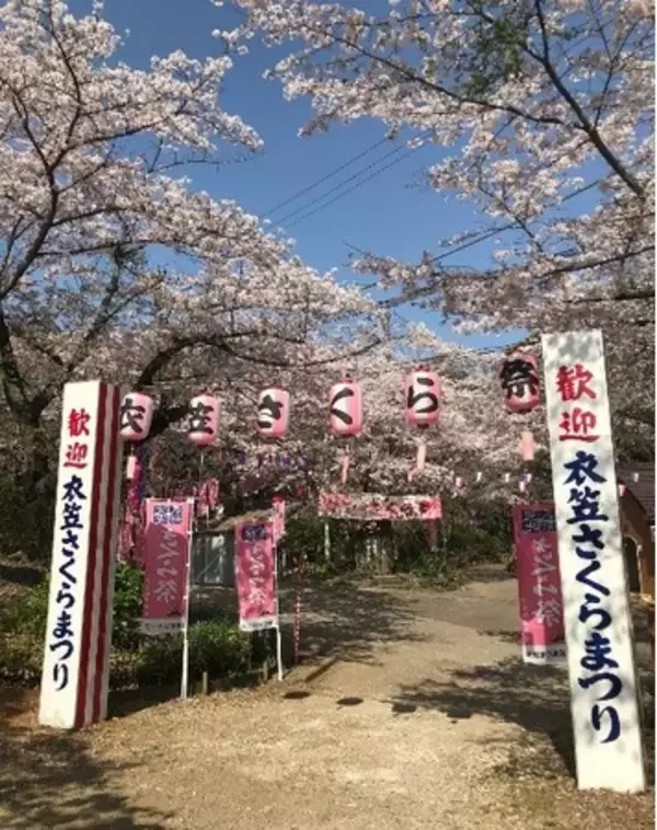三浦一族の本拠地・衣笠でお花見を楽しもう！