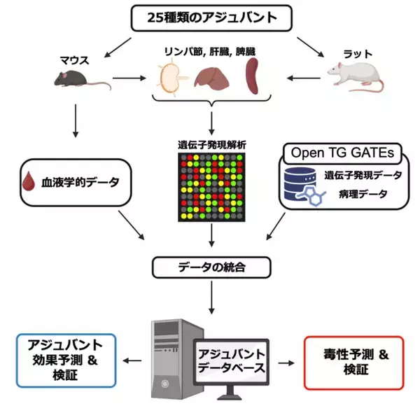 ワクチンと免疫療法薬の前臨床評価を促進する「アジュバントデータベース」を公開