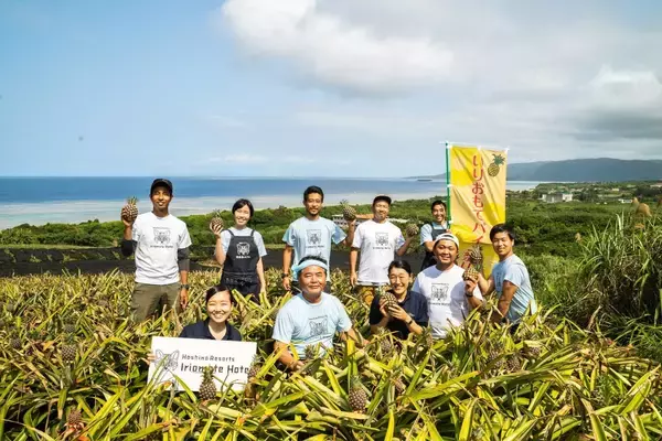 「なぜホテルスタッフの腕は傷だらけだったのか？ 「全国に轟くブランドへ」西表島のパイン農家と挑んだ泥臭い共創ストーリー」の画像