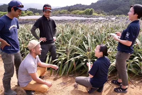 「なぜホテルスタッフの腕は傷だらけだったのか？ 「全国に轟くブランドへ」西表島のパイン農家と挑んだ泥臭い共創ストーリー」の画像