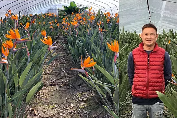 琵琶湖ホテルがロビー装花で滋賀県産のストレリチアをPR　