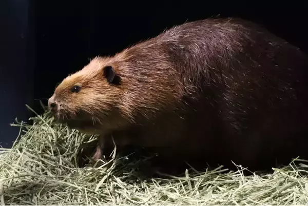 水族館アトアに 『アメリカビーバー』 がもう1頭やってきました！