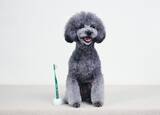 「愛犬の健康寿命を支えるオーラルケアへ特許製法“ピラミッド形状”を犬用に最適化した〈犬用 奇跡の歯ブラシ〉新発売」の画像1