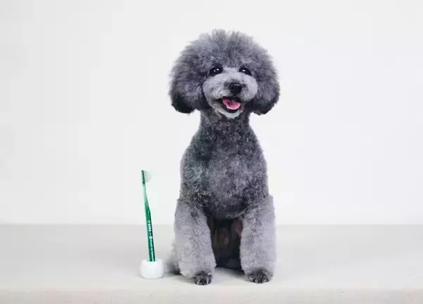 愛犬の健康寿命を支えるオーラルケアへ特許製法“ピラミッド形状”を犬用に最適化した〈犬用 奇跡の歯ブラシ〉新発売