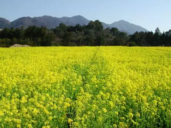 【6/3より】「【千葉県】最大1000万円の省エネ補助金」の申請サポートを開始しました【助成金なう】