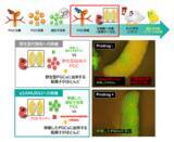 「セツロテックが作製したgSAMURAIニワトリをバイオリソースとして寄託」の画像1