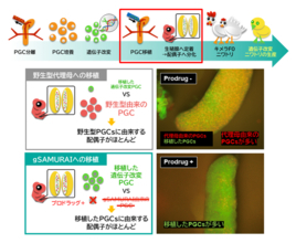 セツロテックが作製したgSAMURAIニワトリをバイオリソースとして寄託