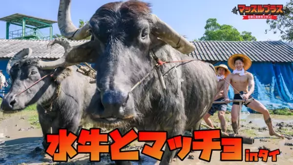 【筋肉は国境を超える】マッスルプラス海外進出！マッチョフリー素材『タイシリーズ』第一弾「水牛とマッチョ in タイ」を提供開始しました！นักกล้ามควาย in Thailand