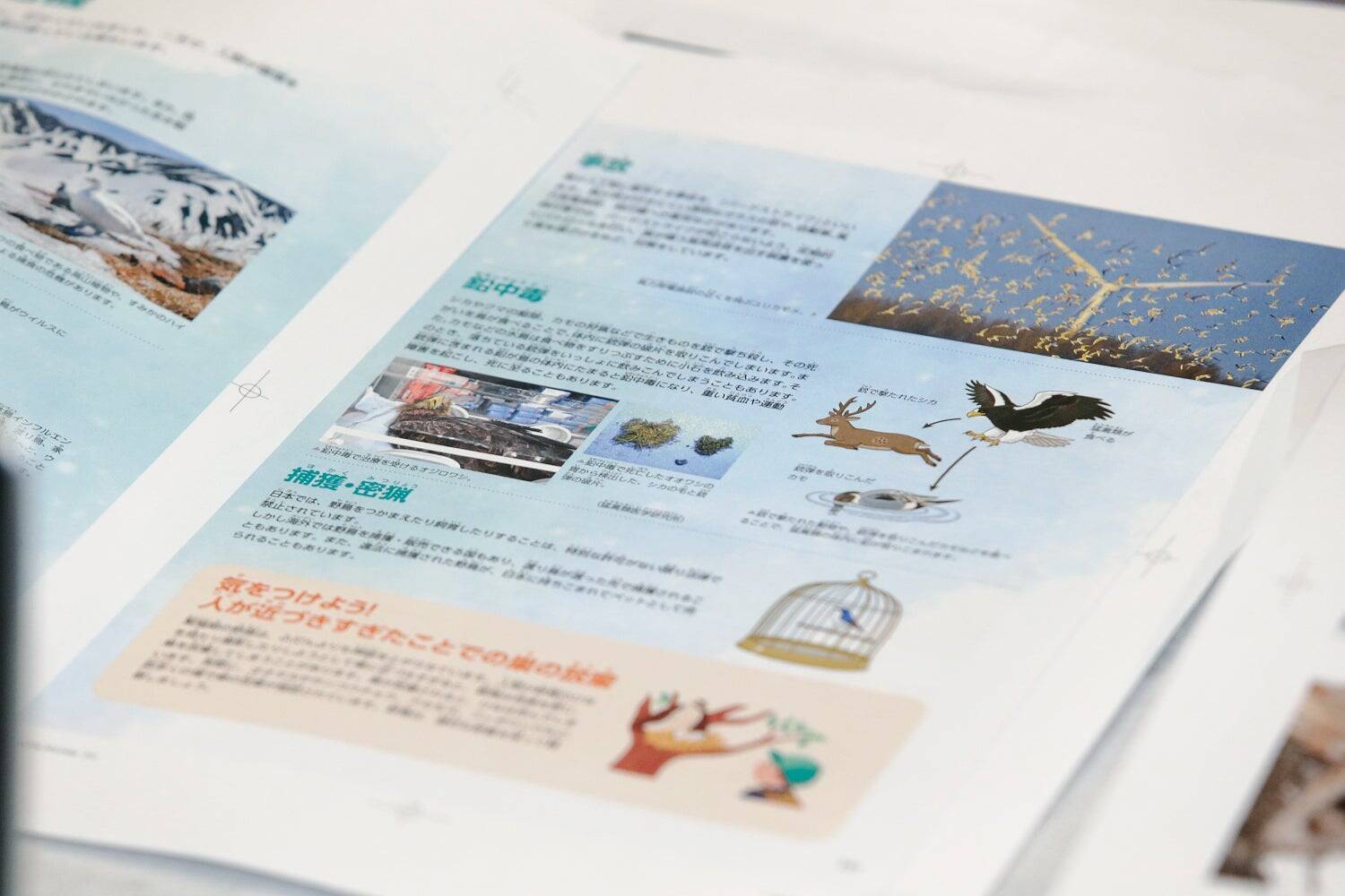最新の知見に基づく正確性と、子どもに伝わる親しみやすさ　『学研の図鑑LIVE 鳥　新版』をつくった二つの視点