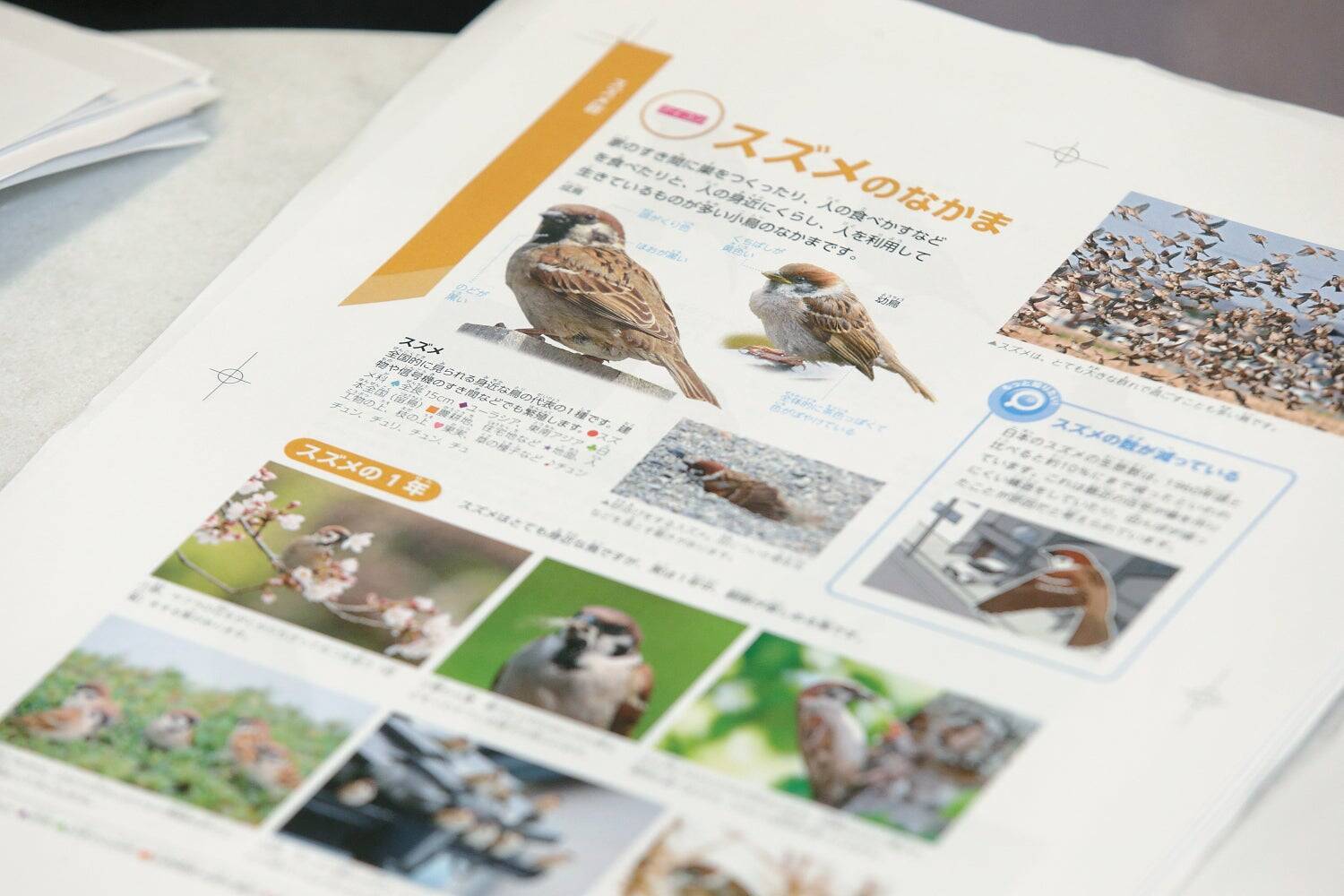 最新の知見に基づく正確性と、子どもに伝わる親しみやすさ　『学研の図鑑LIVE 鳥　新版』をつくった二つの視点