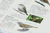 「最新の知見に基づく正確性と、子どもに伝わる親しみやすさ　『学研の図鑑LIVE 鳥　新版』をつくった二つの視点」の画像7