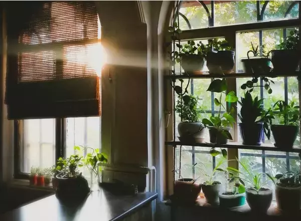 植物を活用した空間デザイン「株式会社Living Root」設立