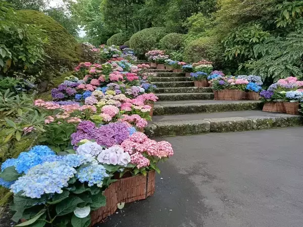 箱根強羅公園に１１１鉢のあじさいフォトスポットが登場！