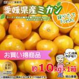 「＜Qoo10「柑橘類」販売数ランキング＞味は抜群！お得な愛媛県産みかんが人気」の画像1
