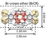 「物質最薄の一次元分子ポリマーランダムネットワークの創出！～新たな触媒・分子マシン・人工知能・量子材料開発へ～」の画像1