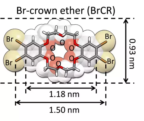 物質最薄の一次元分子ポリマーランダムネットワークの創出！～新たな触媒・分子マシン・人工知能・量子材料開発へ～