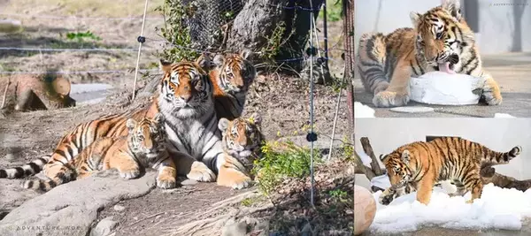 「＼ ２月２２日は「猫の日」／今だけ！アムールトラ親子との特別な時間 ケニア号に乗ってじっくりと親子に出会えるツアーを開催」の画像