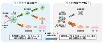 肌の幹細胞が自らを維持するメカニズムを発見　抗酸化酵素SOD3が幹細胞の自己複製と分化のバランスを調節