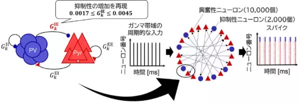 数理モデルで探る神経回路の成熟メカニズム