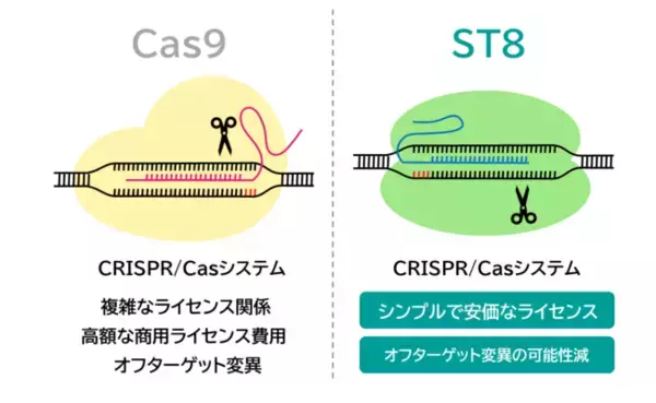 「ST8がゲノム編集技術の産業利用へ道を開く！」の画像