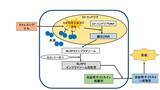 「水素医療の展望に関する論文がネイチャー社から書籍として出版」の画像1