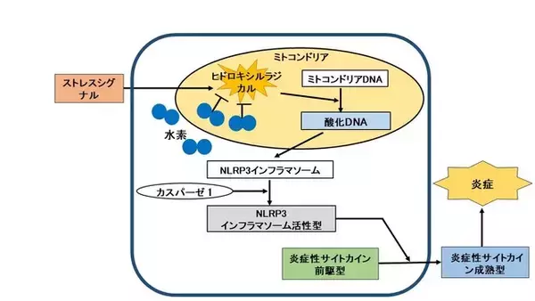 水素医療の展望に関する論文がネイチャー社から書籍として出版