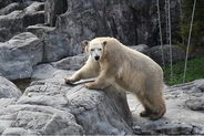 ホッキョクグマが再び豊橋に！のんほいパークに新たな仲間が加入