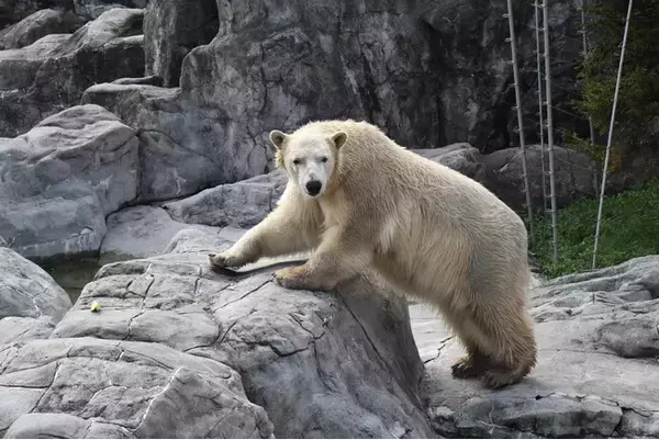 ホッキョクグマが再び豊橋に！のんほいパークに新たな仲間が加入