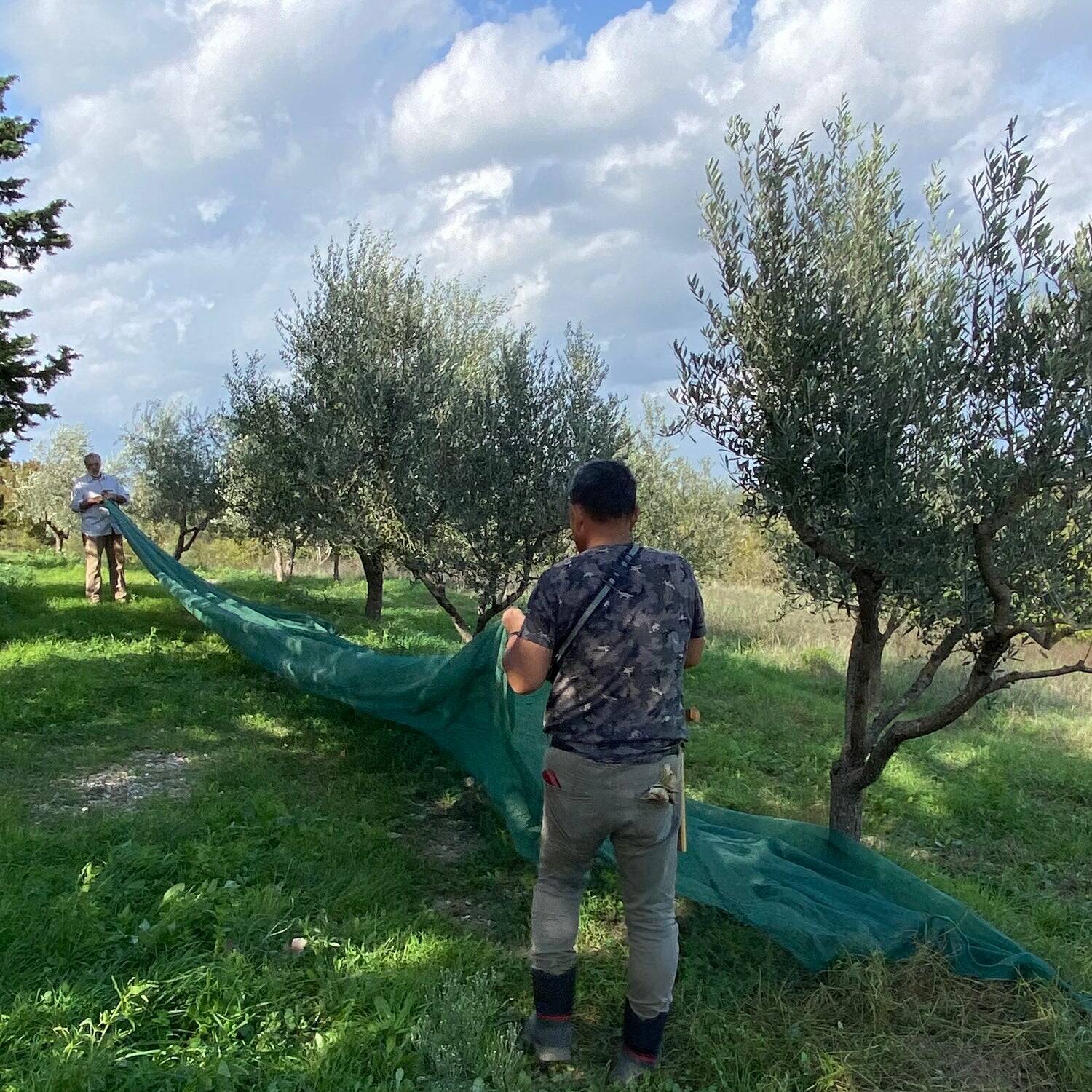 イタリア発、オリーブがつなぐ地方の再生。サラリーマンから転身した農園主が挑む「農家を経営者に、荒れ地を農園にする」おいしい取り組み。「農家の58.7%が70歳以上」という少子高齢化時代に生き残る戦略