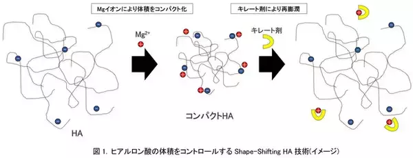 資生堂、ヒアルロン酸の体積をコントロールする技術を開発　～最先端のShape-Shifting HA技術が肌の水分量を増加～
