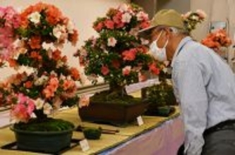 初夏を彩るサツキ盆栽の展示会が高槻で