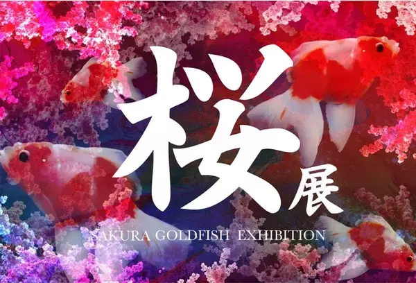 お台場アクアリウムにて 桜が名前の由来となった金魚「桜琉金」「桜錦」「桜東錦」が勢揃いした　お花見シーズン限定の企画展「桜展 - 2023」が開催！