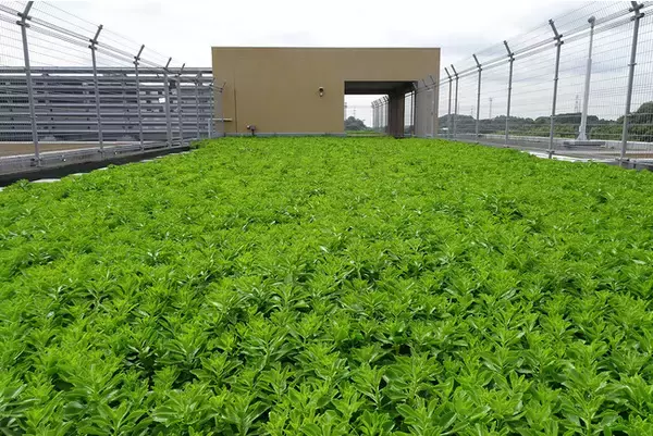 「常緑キリンソウ袋方式(R)」で、川崎市立はるひ野小中学校様の屋上緑化を補修施工しました！その様子が9/1(金)放送予定のテレビ東京系列「ガイアの夜明け」で取り上げられます！