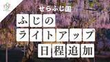 「【広島／世羅】園内ライトアップの日程を追加します　ふじとルピナスまつり《せらふじ園》」の画像1