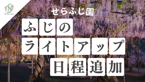 【広島／世羅】園内ライトアップの日程を追加します　ふじとルピナスまつり《せらふじ園》