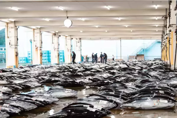 「世界遺産と温泉と生マグロの町〈那智勝浦町〉から、食卓に小さな特別を届ける食品ブランド「一 ICHI」が誕生！」の画像