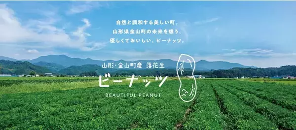 山形県金山町で落花生の収穫イベント開催！