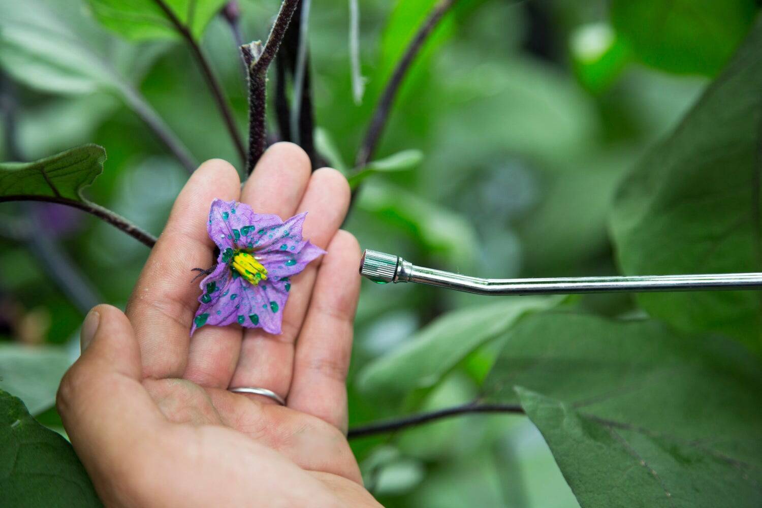 ナス栽培の未来を変えた一瞬の“気づき”‐単為結果品種誕生と産地との歩み‐