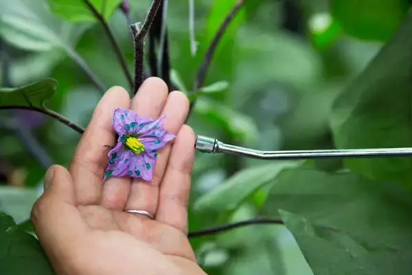 「ナス栽培の未来を変えた一瞬の“気づき”‐単為結果品種誕生と産地との歩み‐」の画像