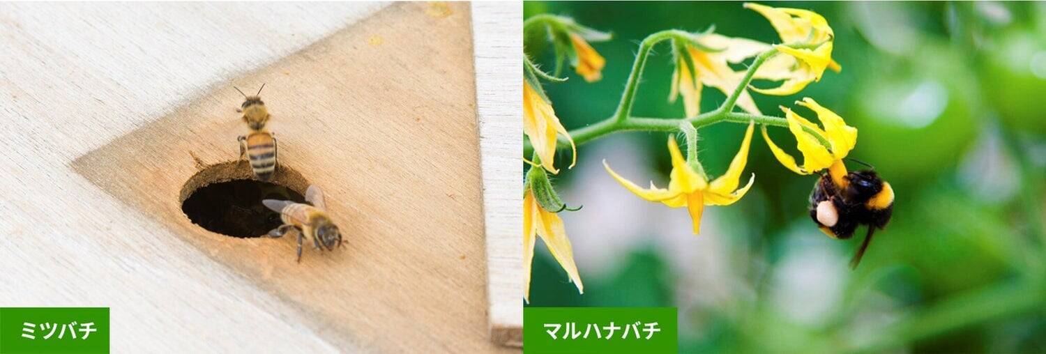 ナス栽培の未来を変えた一瞬の“気づき”‐単為結果品種誕生と産地との歩み‐