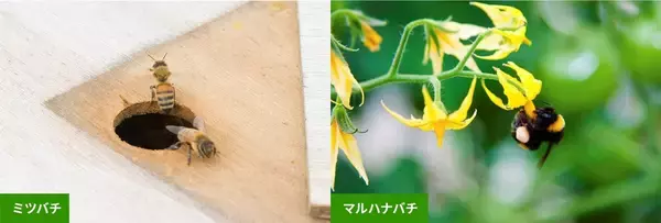 「ナス栽培の未来を変えた一瞬の“気づき”‐単為結果品種誕生と産地との歩み‐」の画像