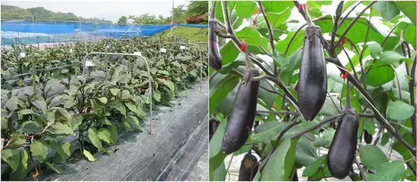 「ナス栽培の未来を変えた一瞬の“気づき”‐単為結果品種誕生と産地との歩み‐」の画像