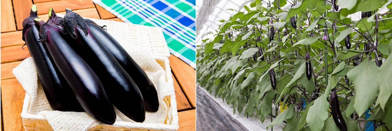 ナス栽培の未来を変えた一瞬の“気づき”‐単為結果品種誕生と産地との歩み‐