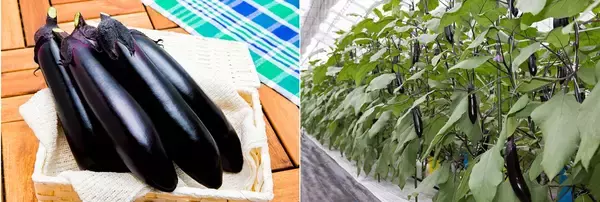 「ナス栽培の未来を変えた一瞬の“気づき”‐単為結果品種誕生と産地との歩み‐」の画像