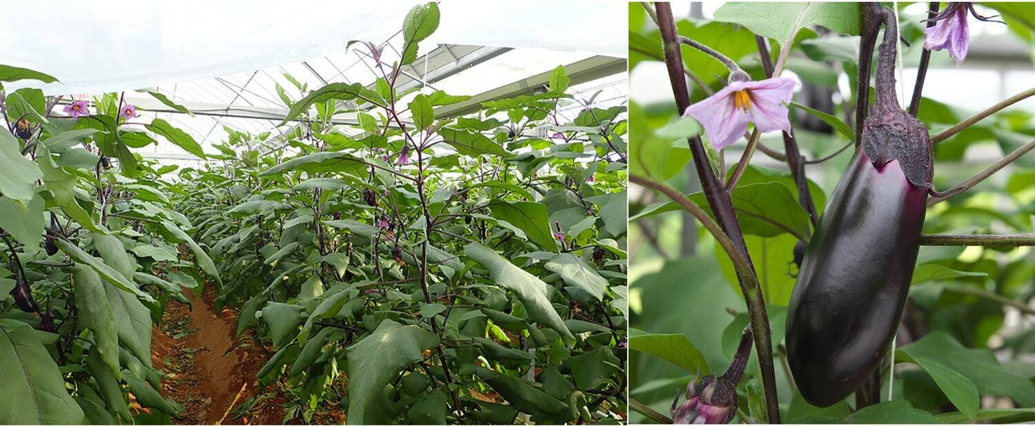 ナス栽培の未来を変えた一瞬の“気づき”‐単為結果品種誕生と産地との歩み‐