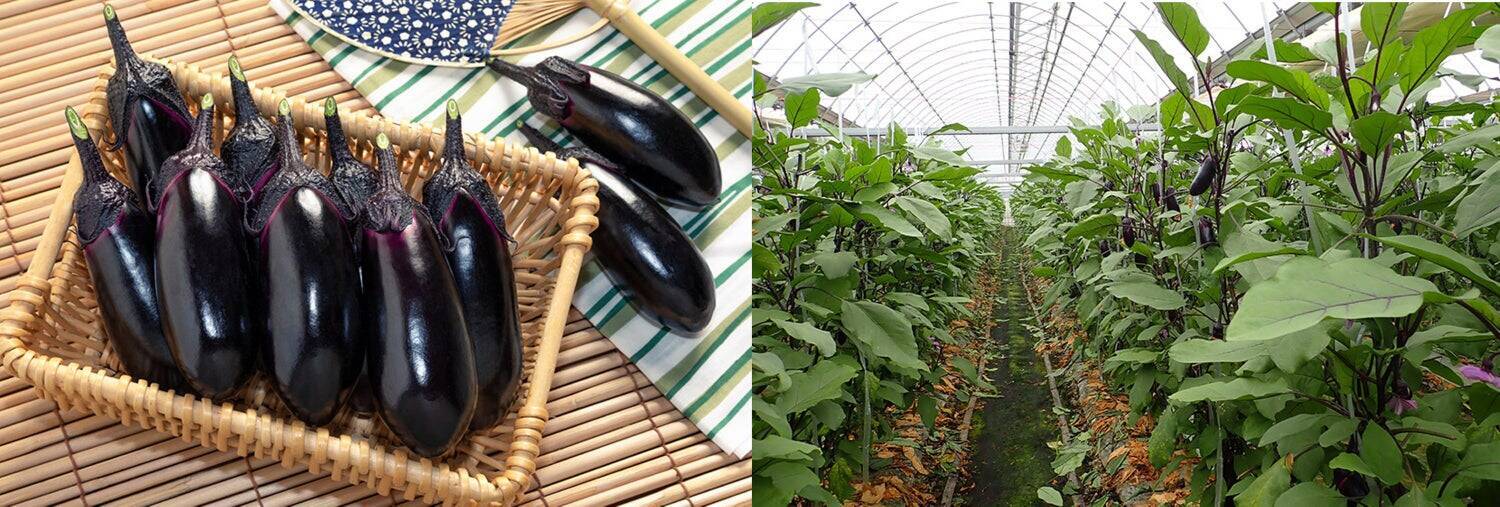 ナス栽培の未来を変えた一瞬の“気づき”‐単為結果品種誕生と産地との歩み‐