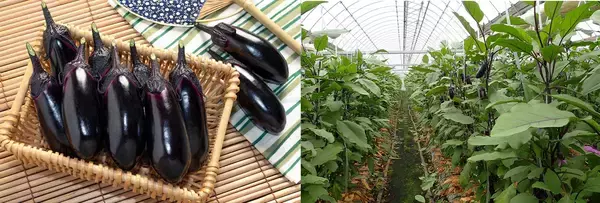 「ナス栽培の未来を変えた一瞬の“気づき”‐単為結果品種誕生と産地との歩み‐」の画像