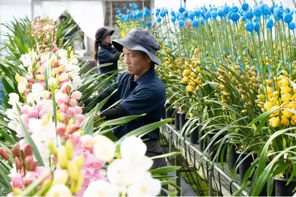 【ラン♪初CM 開始！】祝 創業60 周年！ 徳島から世界一受賞の洋ラン企業より 「ランランら～ン」の歌に、感謝と未来への夢を込めて