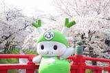 「【埼玉県深谷市】満開の桜をもう一度！～渋沢栄一のふるさと深谷～「深谷の桜、復活プロジェクト」始動。」の画像1