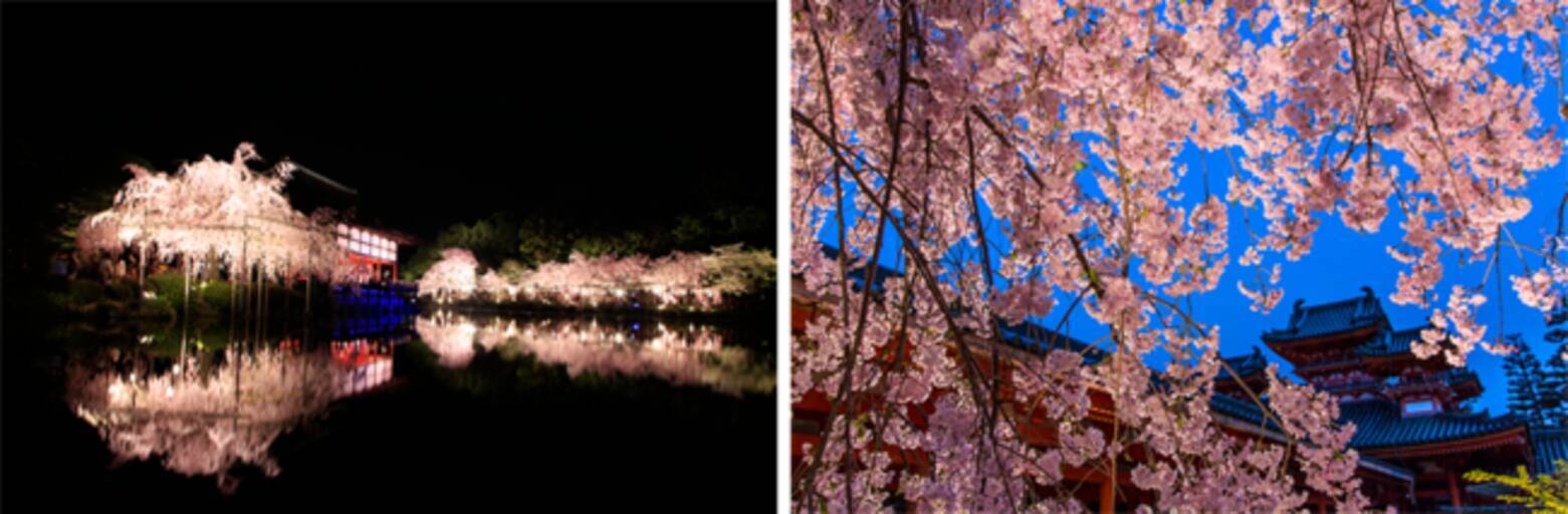 京都 平安神宮 桜音夜 さくらおとよ 紅しだれコンサート23 23年2月8日 エキサイトニュース